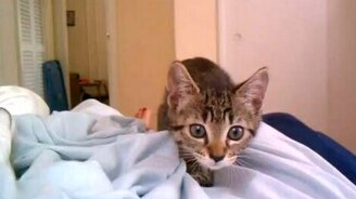 Серьёзный котёнок - смотреть видео (0:21)