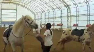 Необдуманный поступок с лошадью - смотреть видео (0:27)