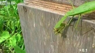 Опасный богомол - смотреть видео (1:58)