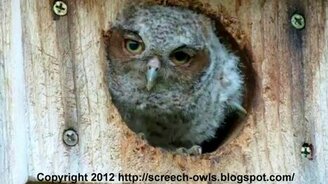 Дай поглядеть! - смотреть видео (0:25)