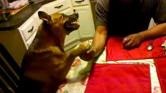 Армрестлинг с собакой - смотреть видео (0:43)