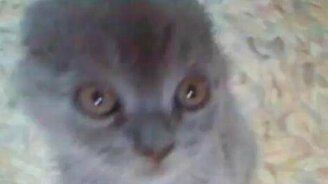 Когда маленькие, все хорошенькие - смотреть видео (0:29)