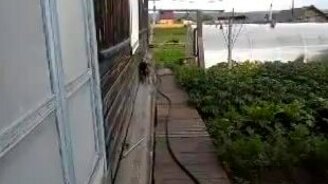 Неси её домой, я сказала! - смотреть видео (0:48)