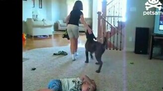 Неуклюжий пёсик сел на малыша - смотреть видео (0:27)