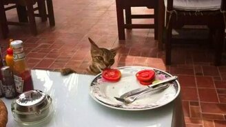 Дерзкое ограбление на кухне - смотреть видео (0:37)