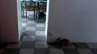 Игра в кошки-мышки - смотреть видео (0:22)