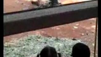 Обезьяна-Карлсон - смотреть видео (0:26)