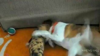 Кабан атакует! - смотреть видео (0:15)