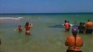 Неожиданные пляжные гости - смотреть видео (2:35)