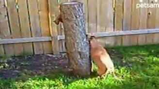Собака против белки - смотреть видео (1:06)