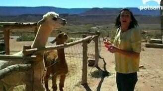 Месть ламы девушке - смотреть видео (0:33)