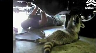 Маленький помощник автослесаря - смотреть видео (0:22)