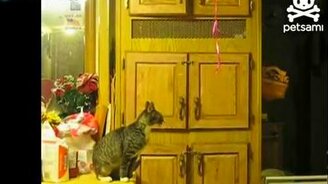 Воришка шариков - смотреть видео (0:45)