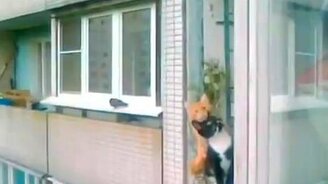 Ох, уж эти вездесущие! - смотреть видео (0:21)