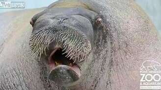 Способный морж - смотреть видео (0:36)