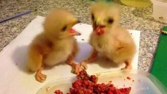 Обед забавных птенцов - смотреть видео (1:07)