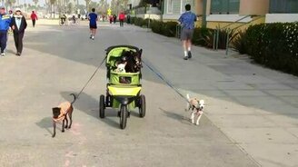 Собаки везут собак - смотреть видео (0:13)