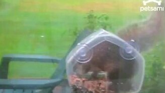 Акробатка-воровка - смотреть видео (0:51)