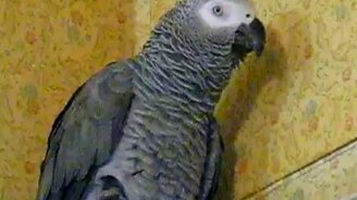 Шоколадный попугайчик - смотреть видео (0:16)