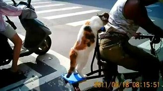 Котик на велике - смотреть видео (0:30)