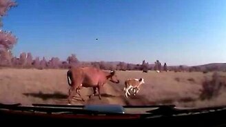 Поторопила телёнка - смотреть видео (0:22)