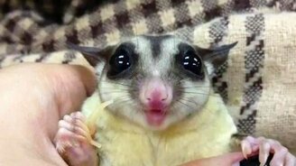 Позитивный зверушка - смотреть видео (0:27)