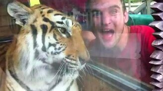 Передразнили тигра - смотреть видео (0:09)