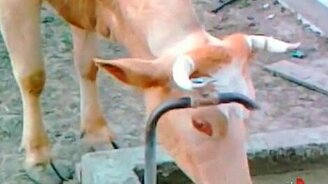 Бурёнка напоила сама себя - смотреть видео (0:22)