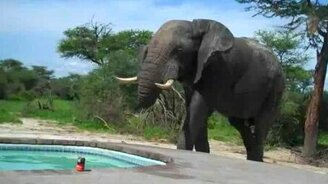 Слон и бассейн - смотреть видео (1:15)