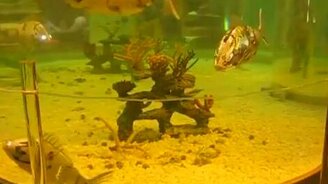 Аквариум из будущего - смотреть видео (0:52)