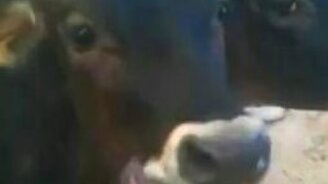 Очень длинный язычок - смотреть видео (0:32)