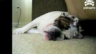 Чуткий носик - смотреть видео (0:30)