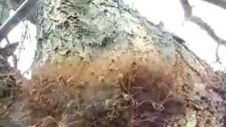 Нашествие пауков - смотреть видео (0:43)