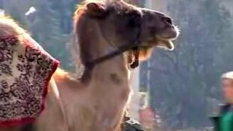 Посторожите верблюда - смотреть видео (2:29)