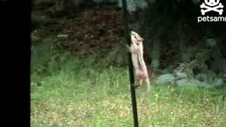 Бурундучок на скользком стержне - смотреть видео (1:04)