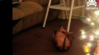 Послушный пёсик - смотреть видео (0:39)