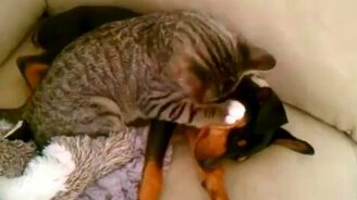 Котёнок умывает щенка - смотреть видео (0:51)