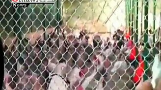 Предводитель индюшек - смотреть видео (1:06)