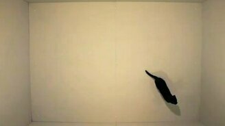 Животные против лазера - смотреть видео (3:22)