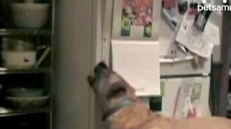 Пёс бомбит холодильник - смотреть видео (1:13)