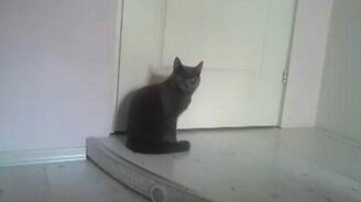 Вежливый кот - смотреть видео (0:05)