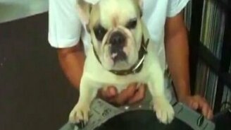 Лучшая собака-диджей - смотреть видео (1:09)