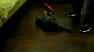 Кошка-поломойка - смотреть видео (0:13)