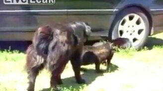 Полицейские собаки разбивают кошачью битву - смотреть видео (1:25)