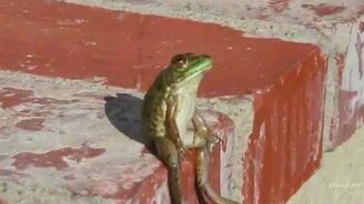 Лягушка в раздумьях - смотреть видео (0:22)