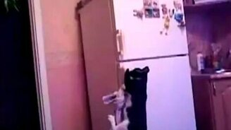 Ниндзя на холодильнике - смотреть видео (0:34)