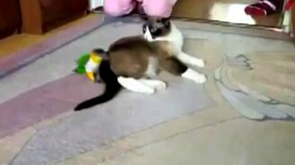 Птичка против кошки - смотреть видео (1:29)