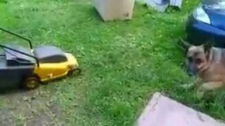 Битва овчарки с чудищем - смотреть видео (0:52)