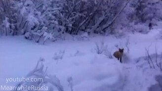 Лиса и Сникерс - смотреть видео (1:30)