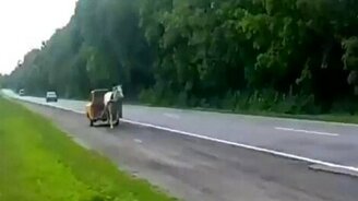 Гибрид лошади и машины - смотреть видео (0:24)